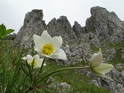 27 Anemone alpino (Pulasatilla alpina)